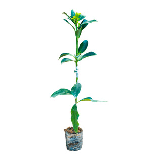 嫁接八角树苗矮化高产大红罗马木王东荣八角苗茴香大料树当年结果