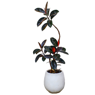 黑金刚橡皮树老桩飘枝造型办公室内客厅大盆栽四季好养观叶大绿植