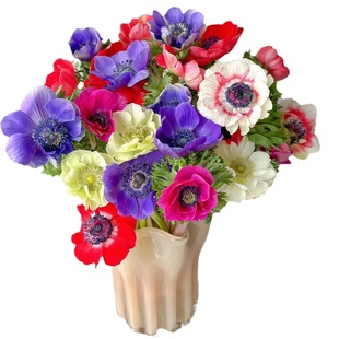 云南直发银莲花婉兰鲜花绿植水养插花鲜切花室内桌面装饰顺丰包邮