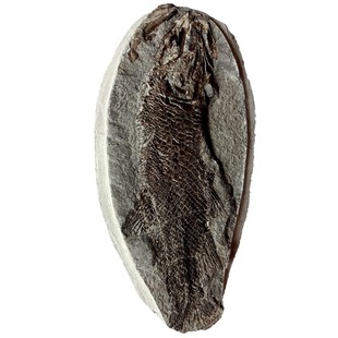 天然古生物三叶虫化石菊石斑彩螺动物昆虫对开鳞齿鱼化石标本9633