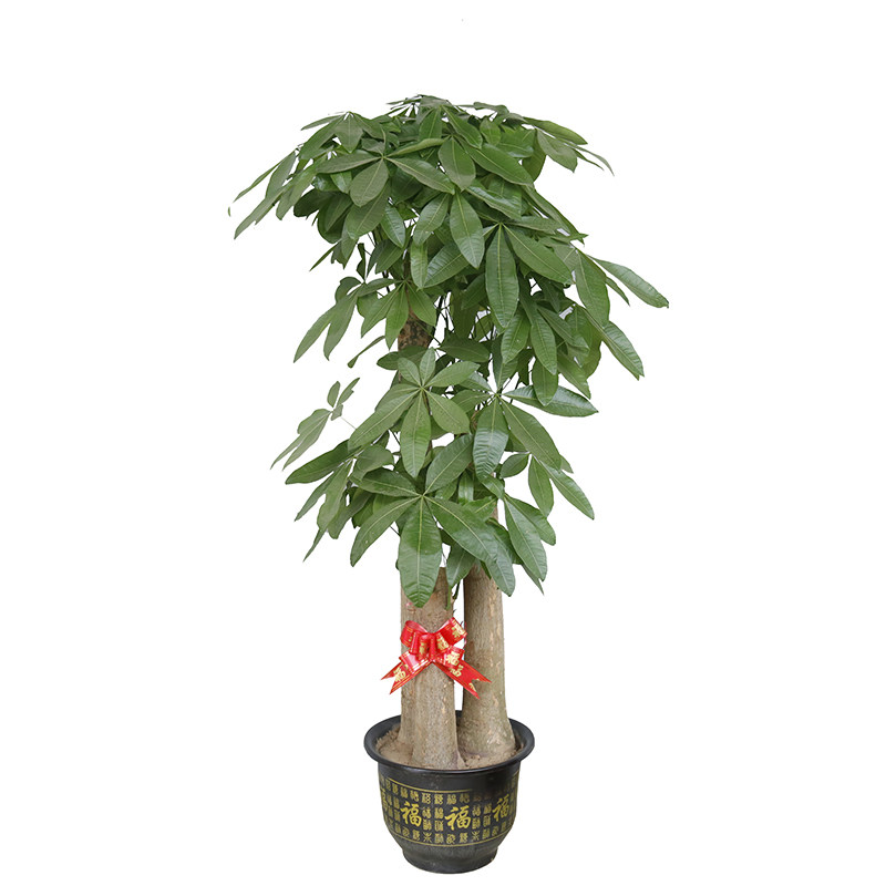 绿植大盆栽开业乔迁步步高发财树