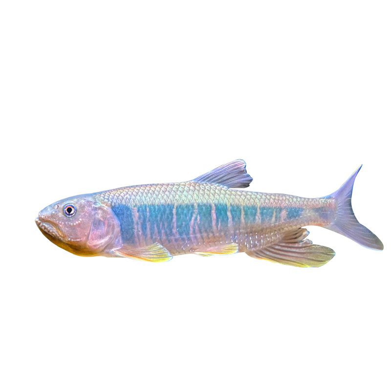 马口鱲原生鱼马口鱼大彩马发色鱼鱼
