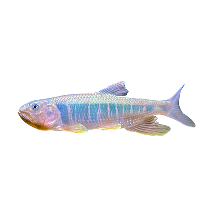 马口鱲原生鱼马口鱼大彩马发色鱼溪流缸好养耐活观赏鱼淡水鱼活体