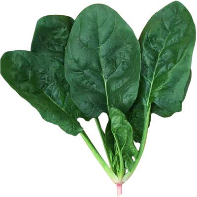 耐高温先锋大叶绿帝进口菠菜种子