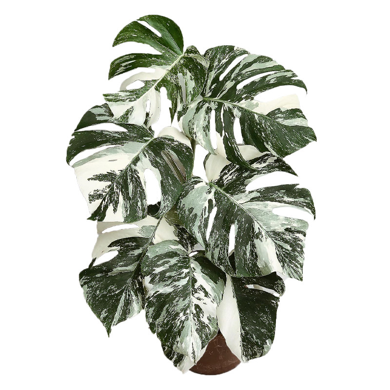 白龟龟背竹锦白锦白锦龟背竹 室内观叶植物热带植物绿植盆栽 植途
