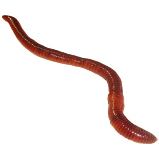皇藏红蚯蚓太平二号散装盒装鲜活鱼饵饵料垂钓野钓鲤鱼渔具店专享