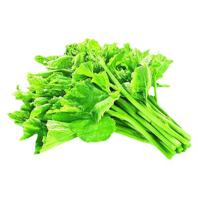 南瓜尖种籽专吃茎叶苗四季