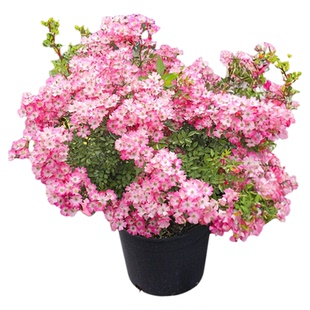 海蒂的花园 遮阳伞可垂吊成花瀑布月季庭院阳台盆栽花卉植物花苗