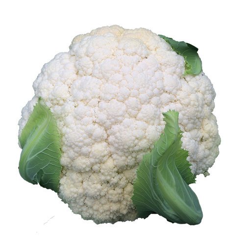 【农户推荐】耕耘青松系列青梗松花菜种子春秋季菜花绿梗散花菜籽