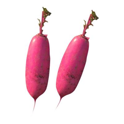 小五樱水萝卜种籽红皮秋蔬菜水果