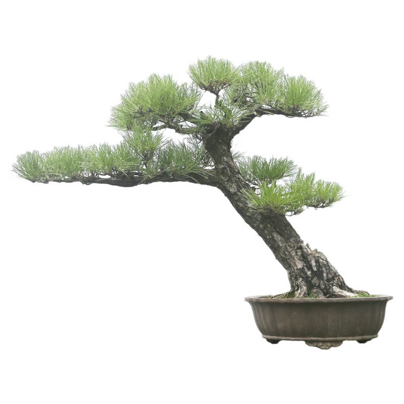一物一拍，高档大型黑松老桩盆景，日本黑松，盆龄20多年，急售