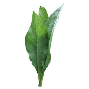 高州唛甜唛菜种籽苦麦菜种子苦麻菜菜种四季盆栽青菜籽种蔬菜种孑