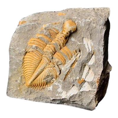 天然古生物三叶虫王冠摆件石头