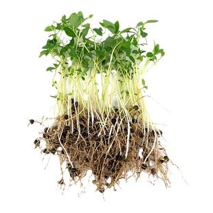 木姜子树苗香料煮鱼辣椒酱新鲜山鸡椒树四川贵州木浆子树山胡椒苗