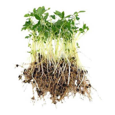 香料辣椒酱新鲜四川贵州木浆树苗