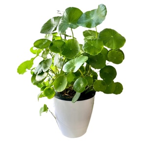 铜钱草鱼缸水培水草植物放鱼缸造景水养精品大叶金钱草籽绿植盆栽