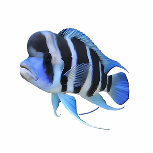 三湖慈鲷鱼 布隆迪六间 鹅头皇冠 坦鲷 萨伊蓝 活体热带 观赏鱼