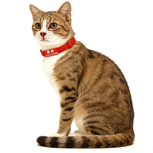 猫咪项圈刻字防丢失脖套猫牌定制铃铛项链宠物身份防窒息可调节