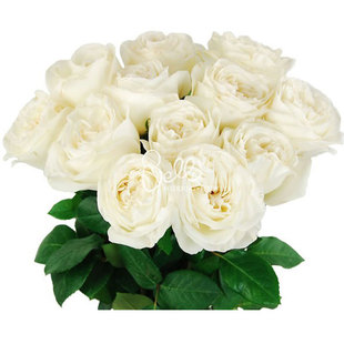 扦插苗浩田花苑珍妮莫罗月季Jeanne Morea庭院阳台多季切花带土苗