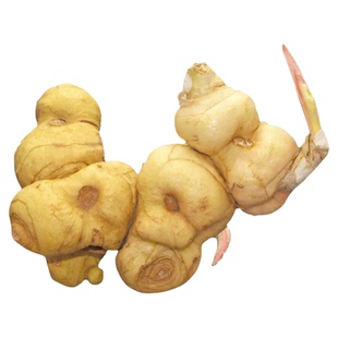 新鲜鸡头黄精种植苗子中药材陕西秦岭深山纯正可种植盆栽多花黄精