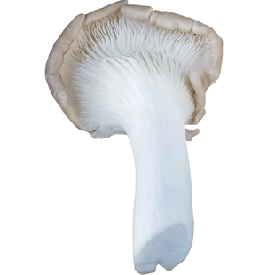 臻印映新鲜正宗台湾秀珍菇凤尾菇慢养生长营养丰富鲜菇维生素多.6