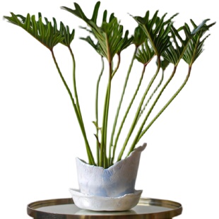 小天使仙羽奥利多蔓绿绒老根老桩龙鳞春羽北欧ins风观叶绿植盆栽