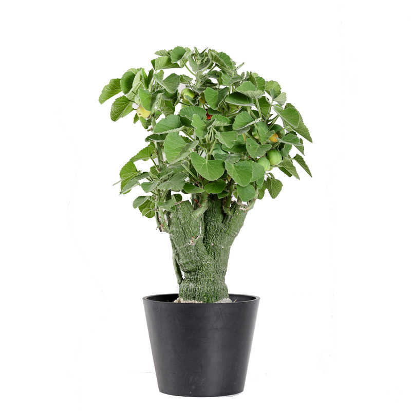 实生圣果西番莲潮流块根植物