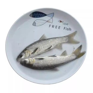 青鱼苗淡水养殖食用黑鲩鱼螺丝青灰草鱼大型螺狮青鱼苗冷水观赏鱼