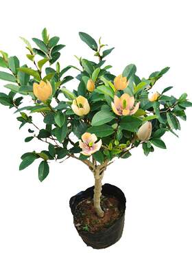 含笑花阳台花苗浓香型四季