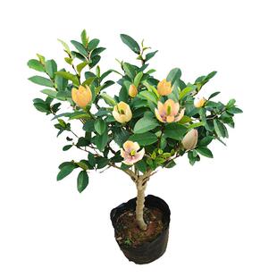 含笑花盆栽树苗带花苞室内阳台浓香型香蕉花庭院四季花卉耐寒植物