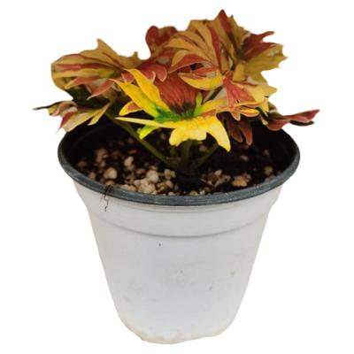 盆栽观叶绿植四季卧室净化空气