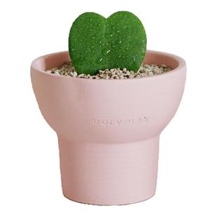 DOLV 豆绿 心心相印心叶球兰 情人爱意植物礼品 浪漫好养桌面盆栽