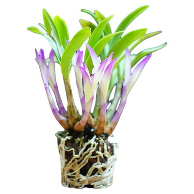 七彩香水石斛兰花四季开好养绿植浓香型石斛改善睡眠绿植净化空气