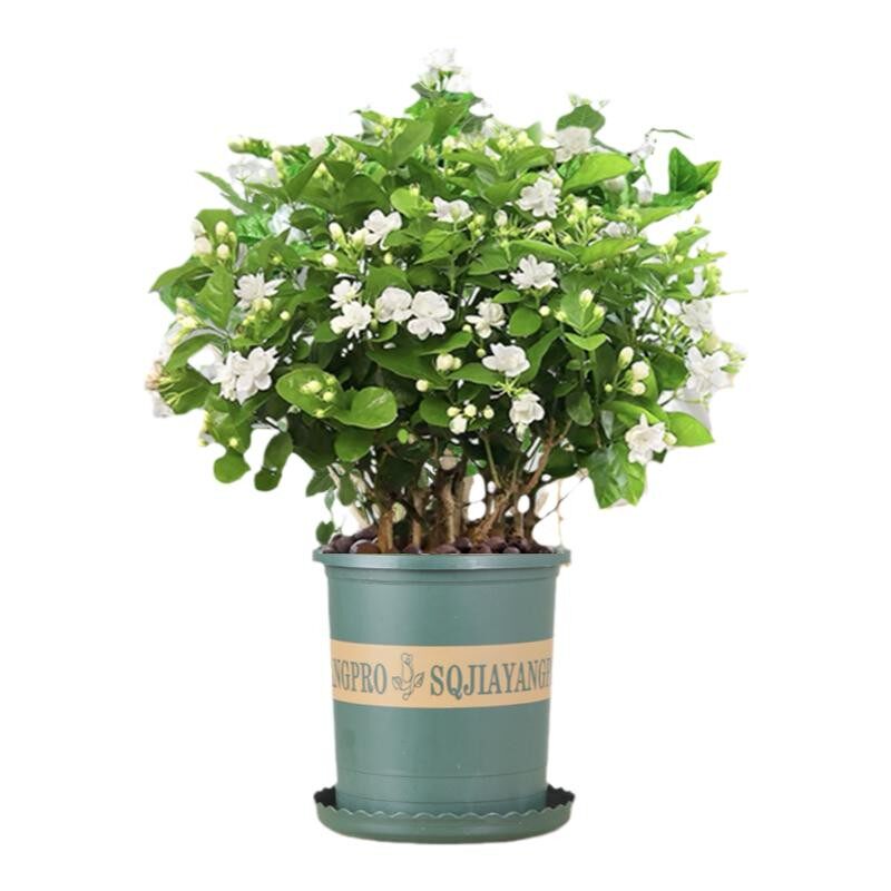 茉莉花苗盆栽带花苞栀子花卉植物室内绿植九里香浓香高颜值花好养