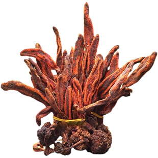 广西回春草不老草顶天柱草肉苁蓉硬男性滋补药材干货500g