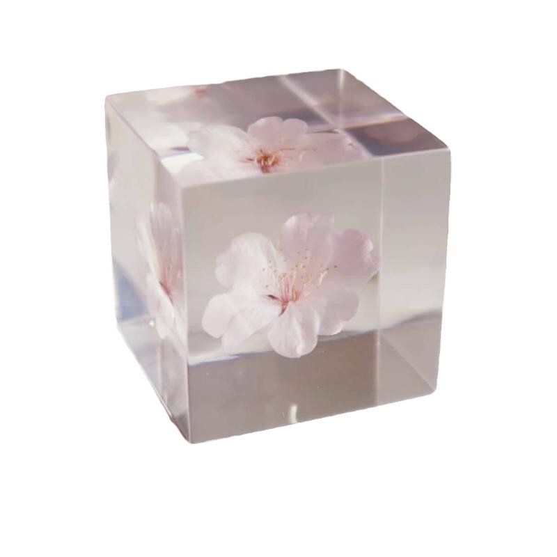 日本进口sola cube限量樱花标本树脂立方体桌面摆件创意礼物