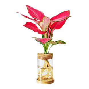 【灵犀物造】玻璃瓶无土纯水培植物室内好养吉利红绿植水养植物