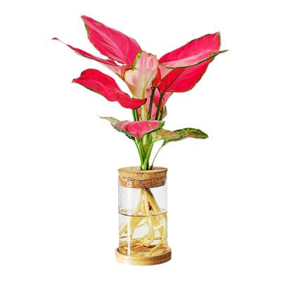 灵犀物造桌面四级耐养纯净水培