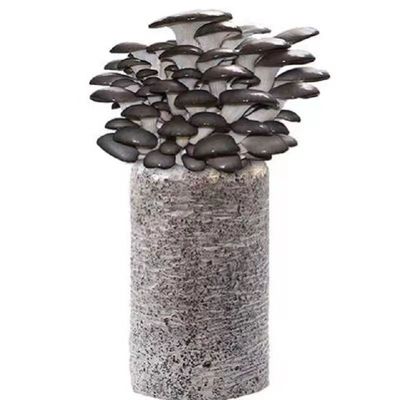 蘑菇种植包可食用菌棒多肉盆栽客厅办公室家养室内喷水就长菌菇包