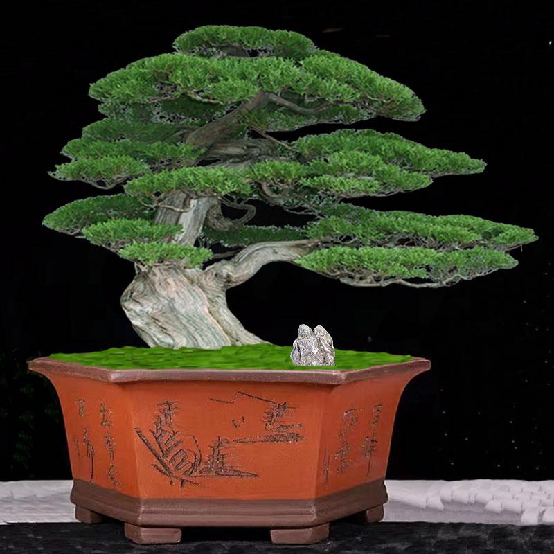 宜兴紫砂花盆陶瓷六方盆景盆特大号花卉梅花黄杨澳松老桩室外专用