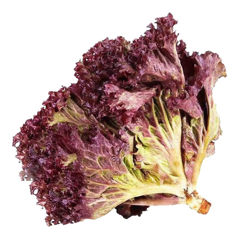 紫叶生菜种子有机沙拉菜种子四季种植耐寒热庭院大田蔬菜种子菜籽