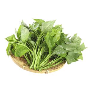 【槿馐】红薯叶1-5斤 新鲜苕尖专吃叶子蔬菜地瓜叶嫩尖食用番薯叶