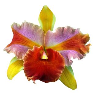 番茄雅韵堂Rlc. Amazing Thailand魔术师泰国大花卡特兰花洋兰香