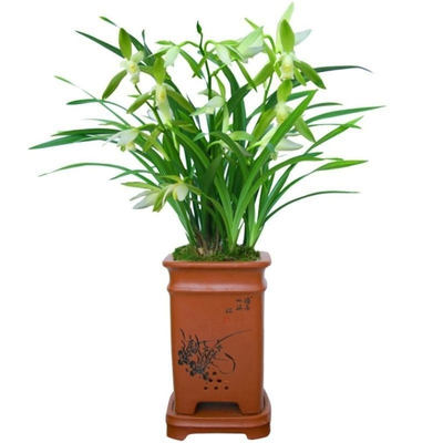 名贵浓香兰花苗七仙女带花苞