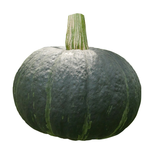 上海日本惠和一号正宗贝贝南瓜种子种籽孑苗秧板栗味小菜苗籽种绿