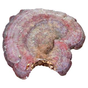 整朵灵芝250g神农架野生整枝赤灵芝干货红林芝片中药材泡酒灵芝菌