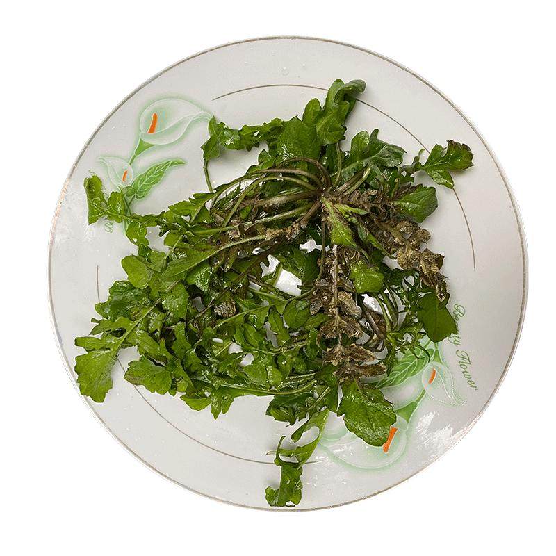 秦岭野生荠菜现挖新鲜地丁菜芥菜应季蔬菜陕西野菜饺子馅顺丰包邮