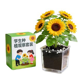 儿童种植小盆栽向日葵种孑四季凤仙花种籽小学生观察植物开花种子