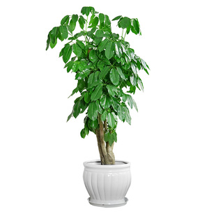 金叶子摇钱树大叶伞老桩客厅办公室内外净化空气常绿植物大型盆栽