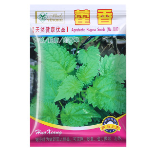 四季阳台盆栽食用中药材正气鱼腥草藿香种子茴香籽把蒿鱼香草种植